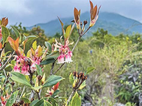 不要採摘花朵|避開人潮尋花蹤 吊鐘花 山中「鈴鐺」報春曉